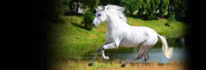 Equine_laminitis_treatment_illustration